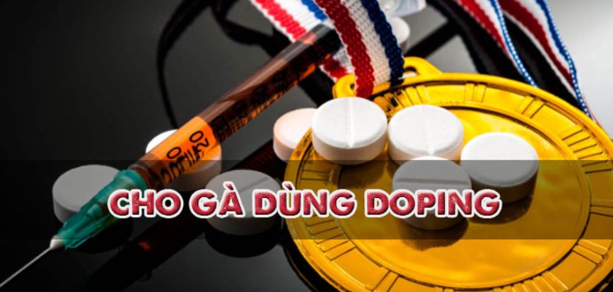 Những mánh khóe đá gà bịp Nhung manh khoe da ga bip