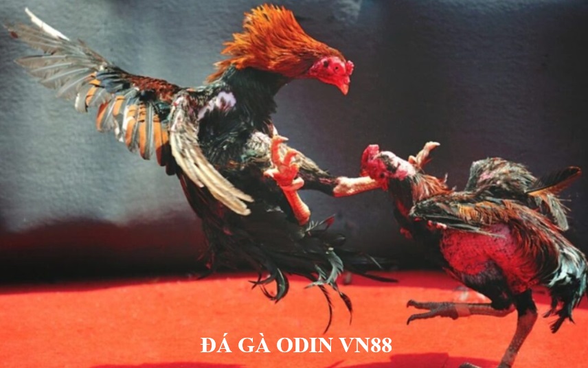 Hiểu như thế nào là Đá gà Odin Vn88? Thong tin game cuoc da ga Odin Vn88